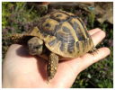 Schildkröte in der Hand